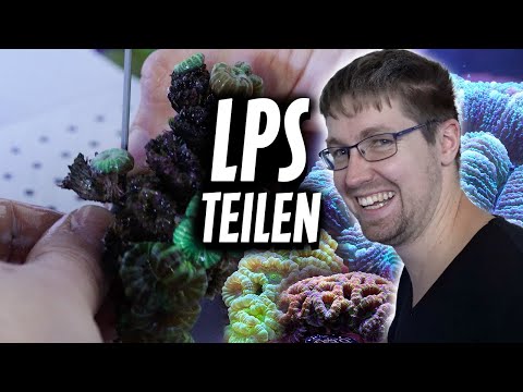 LPS Ableger schneiden - KORALLEN FRAGGEN (Acanthastrea, Caulastrea, Euphyllia) PlanktonPlus