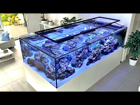 Das 3.300 Liter Meerwasser Aquarium von Martin Kunzelnick - ein Meerwasser Hausbesuch