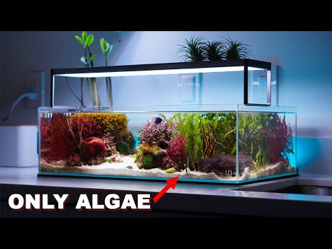 REEF TANK TOURS - &quot;macroalgae aquarium&quot; - PRIVATE SHOWROOM ( 3 x Nano saltwater tanks)