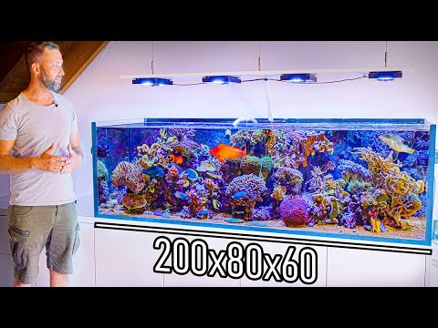 Exotische Fische im eigenen Wohnzimmer