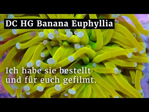 Dreamcorals Holy Grail Banana - die teuerste Euphyllia? Ich habe sie bestellt und für euch gefilmt.