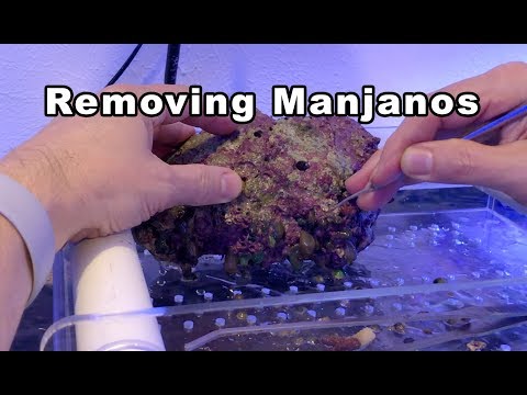 Removing Manjanos from a reef tank (pest anemones)