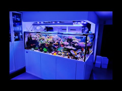 Das 1.800 Liter Meerwasser Aquarium von Thomas Meyer - ein besonderer Hausbesuch 1/2