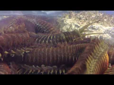 Rekordwurm im Meerwasseraquarium - record sized worm in marine tank