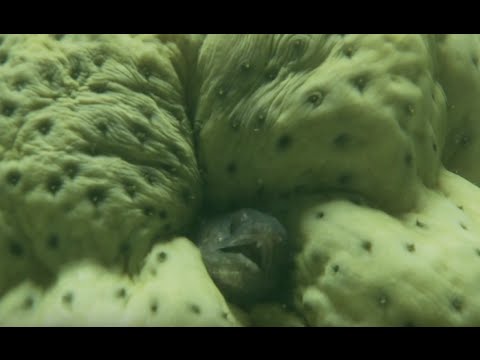 Living up a bum - The Sea Cucumber and Pearl Fish