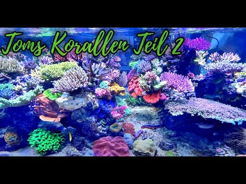 Meerwasser Hausbesuch bei Thomas Meyer Teil 2 - Toms Korallenzucht