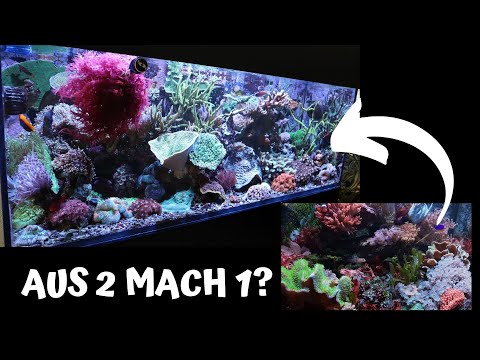 Reef Update: Steinkorallen vs. Weichkorallenbecken - wie geht’s weiter?