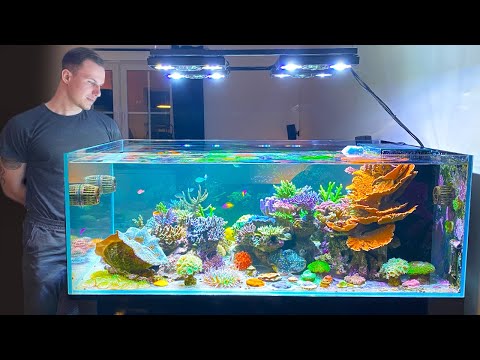 GERMAN REEF TANKS - &quot;Designer Shallow Coral Reef&quot; - 800 liter / 215 gallon aquarium