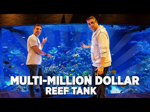 WWC Visits The Largest Private Reef Tank in America