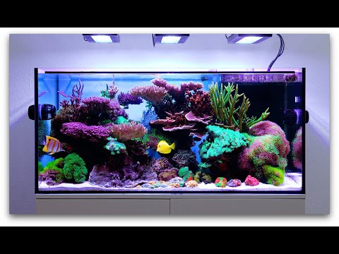 Schwings Reef Tank 4k | 2020 | Full Tank &amp; coral macros | powered by EcoTechMarine