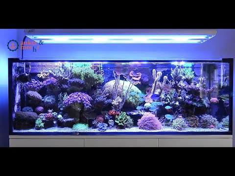 Hausbesuche: Das 560 Liter Meerwasser Aquarium von Dirk Jansen